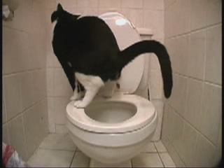 人間のトイレで脱糞する猫